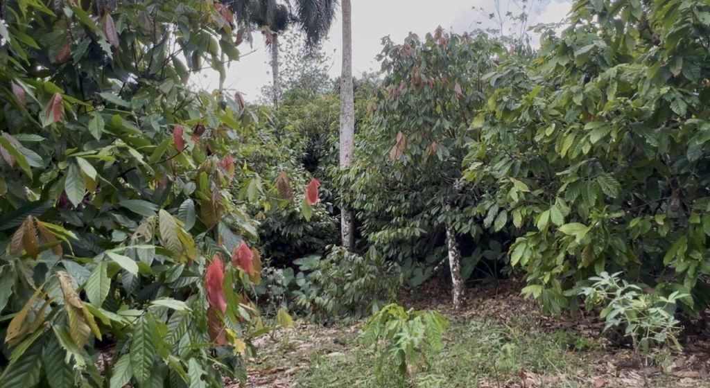 Продается ранчо какао в Доминикане - купить