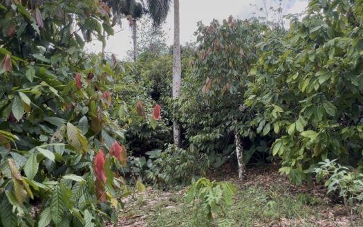 Продается ранчо какао в Доминикане - купить