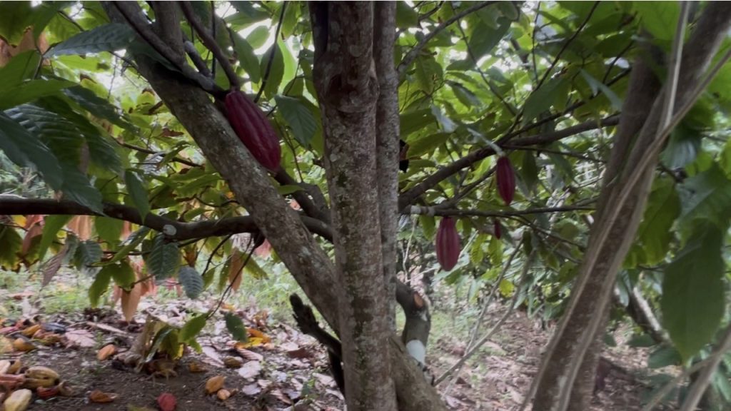 Продается ранчо какао в Доминикане - купить