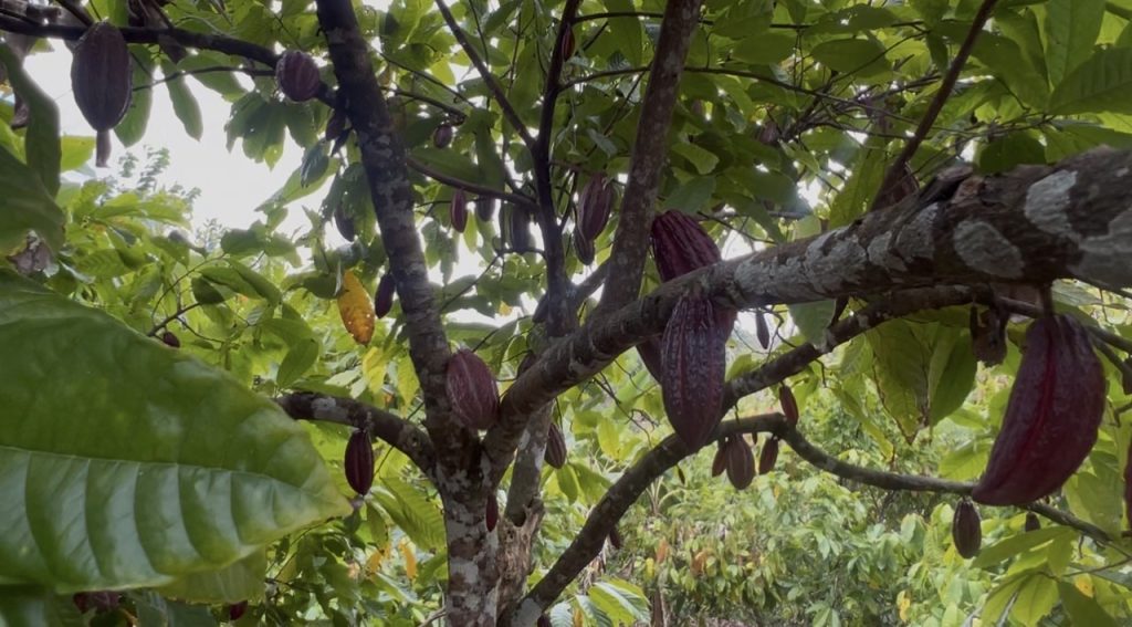 Продается ранчо какао в Доминикане - купить