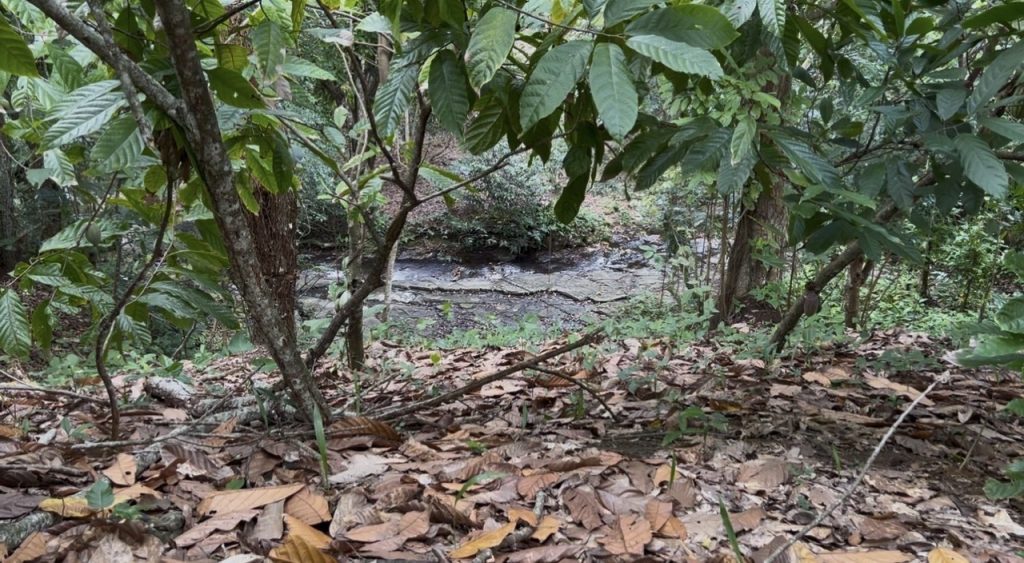 Продается ранчо какао в Доминикане - купить